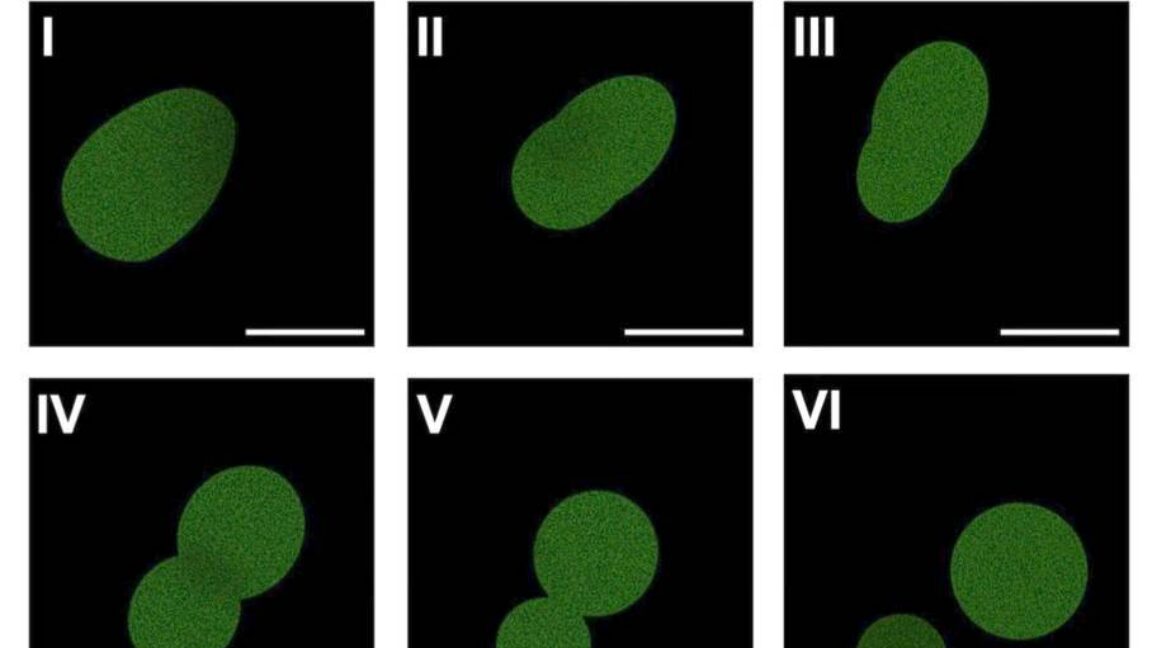 Artificial cell achieves limited, multi-round division