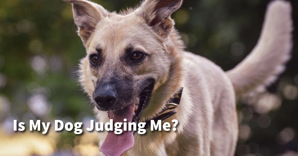 Gemini Vision App Analyzes Dog Expressions for 'Judgment' Levels