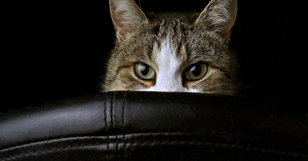 Monitoring vs. Observability: Beyond Buzzwords for Network Insights